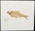 Nice, Knightia Fossil Fish - Wyoming #47826-1